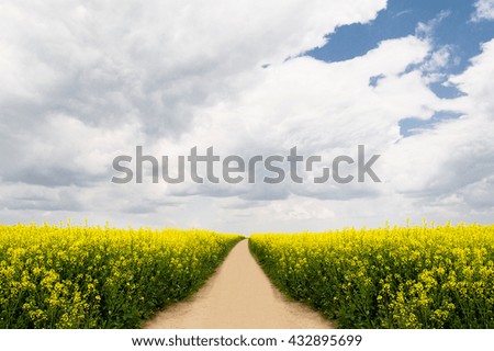 Empty road near yellow field