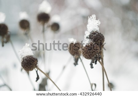 Withered dead plants under snow in the late autumn, cold toning 
