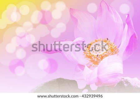 colorful lotus and bokeh effect