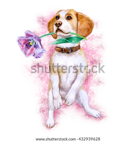 Watercolor closeup portrait of Beagle dog of rare mono coloration holding tulip flower. Isolated on white background. Shorthair small-sized hound. Hand drawn sweet home pet. Greeting card cute design
