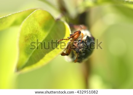 Cockchafer or May bug (Melolontha melolontha) in natural environment