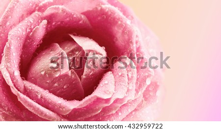 Beautiful rose flower on soft light background