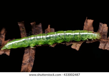 Green caterpillar with dark background 