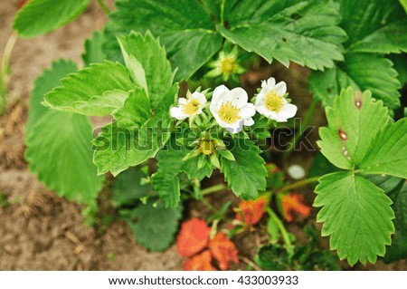 Strawberry blossoms in the garden 