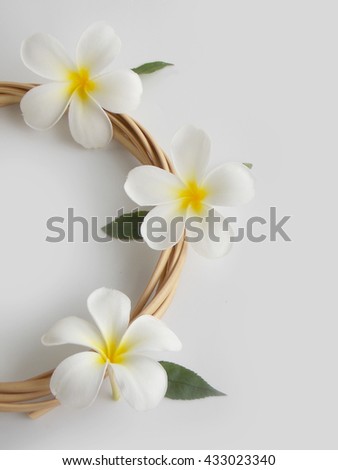 Beautiful tropical frangipani flower ,plumeria flower blooming with rattan on white background           