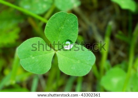 Leaf of a clover with a water droplet close up