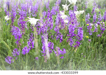 blurred summer meadow background