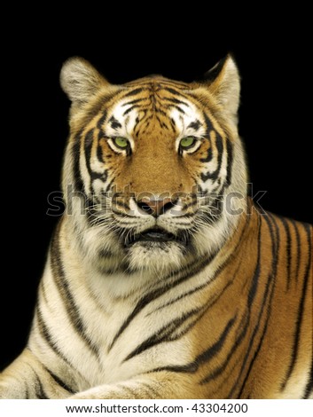Bengal Tiger in Dark