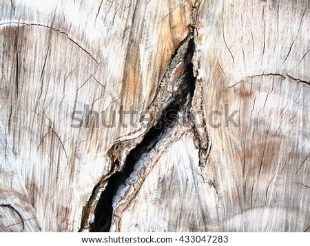 wooden texture of cut old tree ,crack wooden