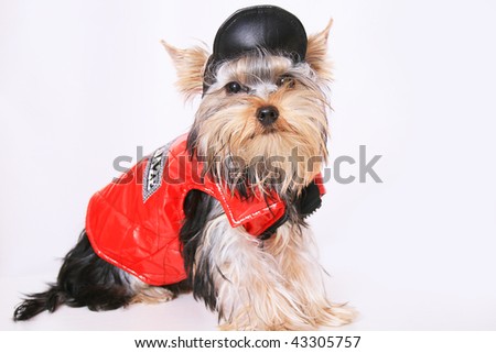 Yorkshire terrier in a dress