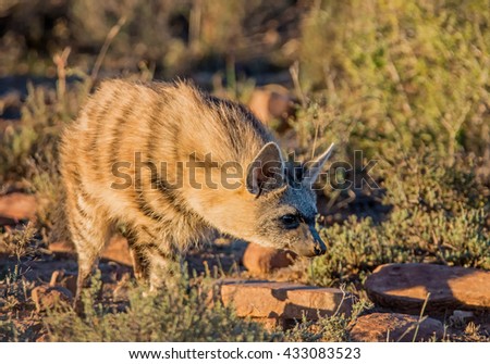 An Aardwolf comes out at sunset to forage in Southern Africa