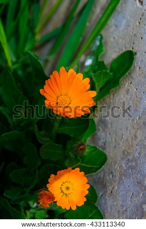 Pot marigolds (Calendula officinalis) on bokeh background