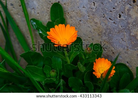Pot marigolds (Calendula officinalis) on bokeh background