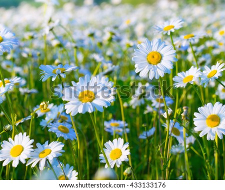 White daisies growing in the meadow.