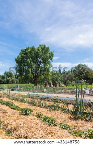 Organi vegetable community garden in early Summer.