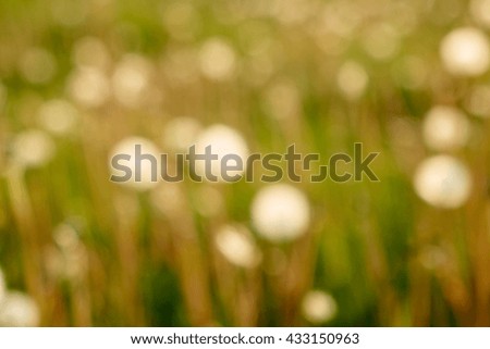  field of soft flowers, bokeh                              