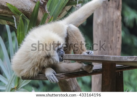 Gibbons in front of a green grass