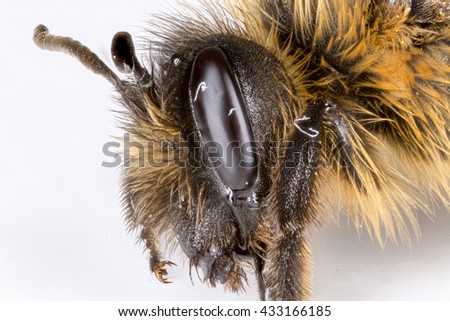 Extreme close up of the head of a honey bee (Apis mellifera) on white background. Side profile.