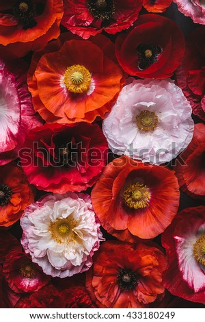 Beautiful poppies for wallpapers, cards, headers, posters and other