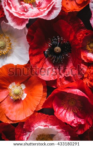 Beautiful poppies for wallpapers, cards, headers, posters and other