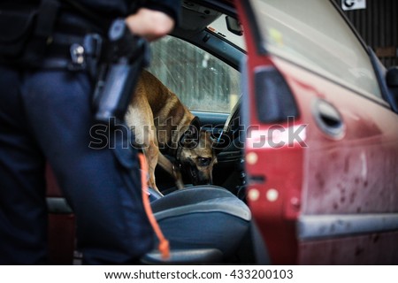 A malinois searching after drugs. Norwegian police. Royalty-Free Stock Photo #433200103