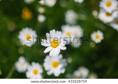 Camomile flower background. Spring background. Field of daisies. Flower background and texture. Abstract white flowers background. Macro view of daisy. Daisies in bloom. 