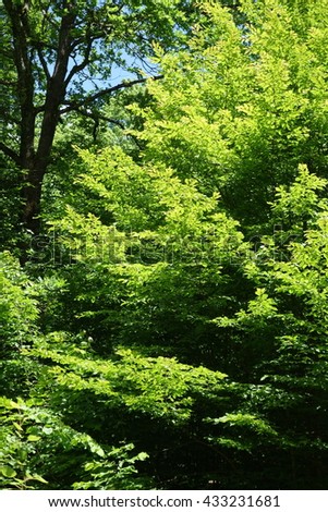 forest edge, summer day. Transcarpathia