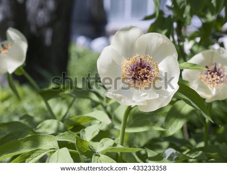 blooming white peonies on blurred background