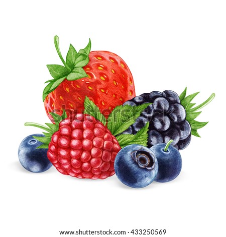 Hand-drawn illustration of  Berries. Digitally colored.
