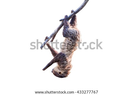 sloth in a tree isolated on white background with clipping path
