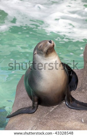Close up photography of sea lion