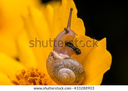 Snail , Cute Snail , Snail of Borneo , Brown Snail , Snail on yellow flower