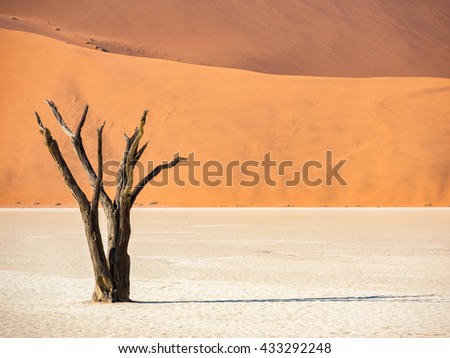 Closeup of Single Camelthorn Tree in Deadvlei, Sossusvlei, Namibia