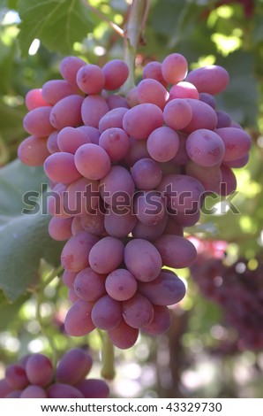 pink cluster of grapes to eat dessert