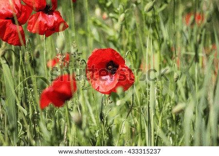 Poppies field, red flowers. Green and red colors in nature.