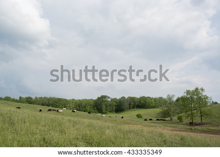 Beef cattle in a hilly pasture in Appalachia with blank sky area