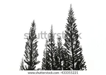 Tropical tree isolated on white background for decorated idea natural design.
