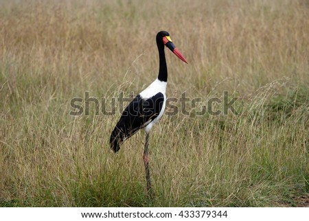 Photo Red Heads crane in the grass of the African savanna, photographed in Kenya