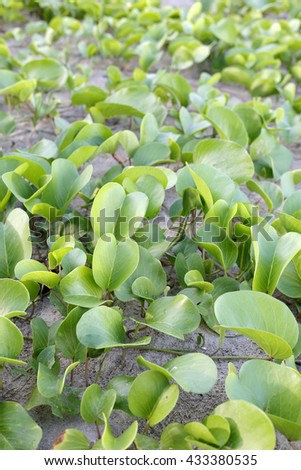 Goat's Foot Creeper or Beach Morning Glory:select focus with shallow depth of field:ideal use for background.