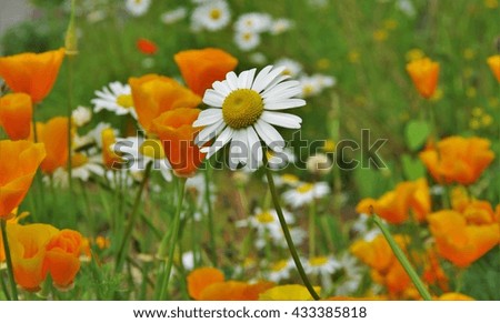 Daisy white and orange poppies in the field