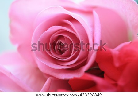 A pale pink rose in close up