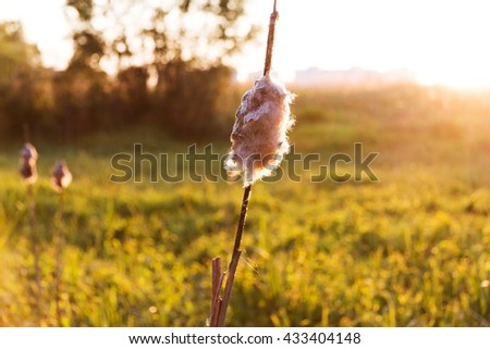 old bulrush at sunset