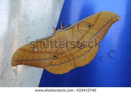 Butterfly, night butterfly, beautiful, unusual