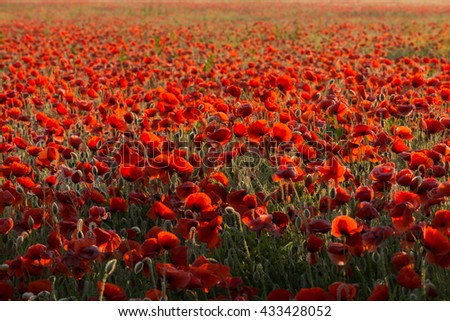 Field of poppies at dawn 