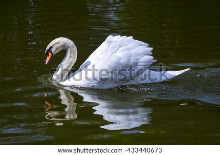  Beautiful white swans on a lake stock photo