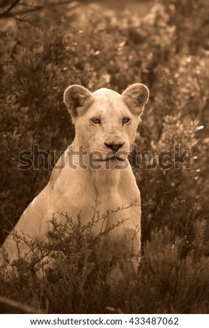 A white lioness looking intensely with her blue eyes in this beautiful close up photo.This was taken in the eastern cape,south africa