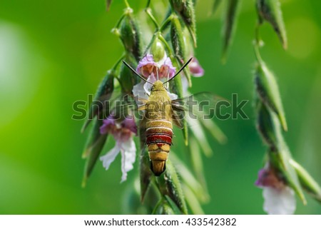 Moth,insect,hummingbird hawk-moth hovering over a flower (Macroglossum stellatarum).