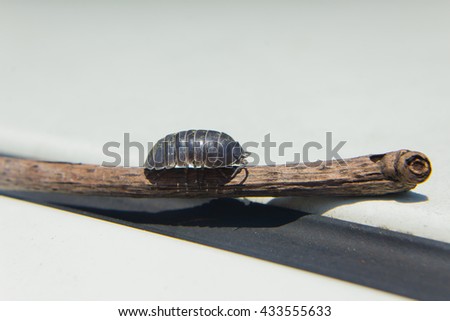 Macro of a Isopoda on a stick.