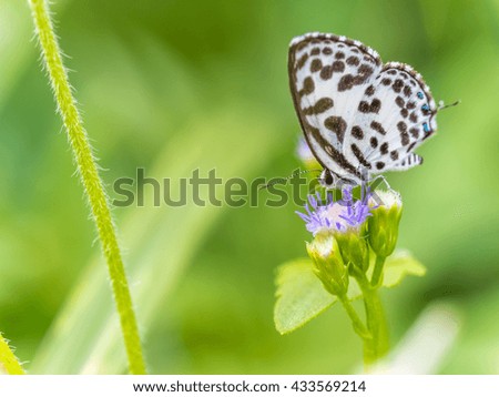 Butterfly and flowers.