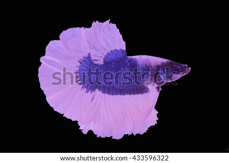 Capture the moving moment of red siamese fighting fish isolated on black background.